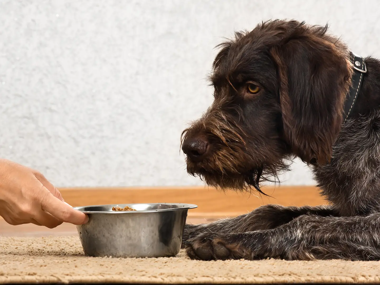 How to Tube Feed a Dog Safely Guide for Responsible Pet Owners