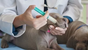 how to tube feed a dog
